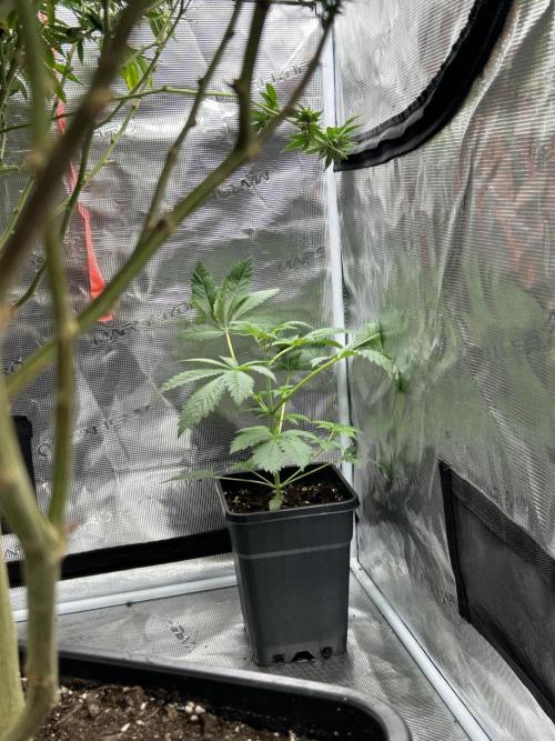 Eternity Cup 2026 Sticky Broccoli. Week 6