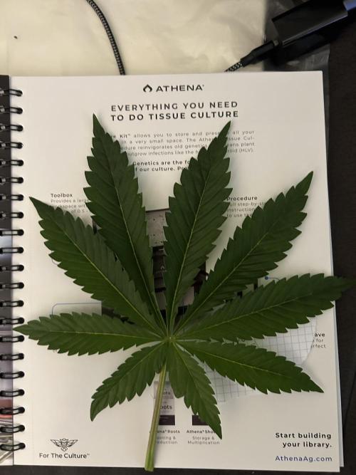 Eternity Cup 2026 Sticky Broccoli. Week 6