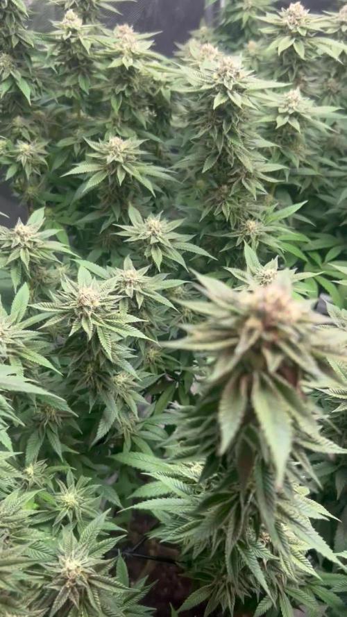 Cannafair 25 Clone Run