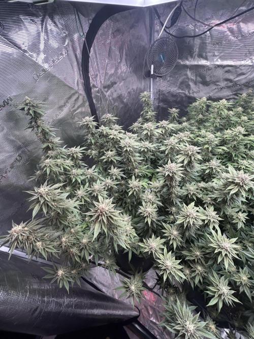 Cannafair 25 Clone Run. Week 21