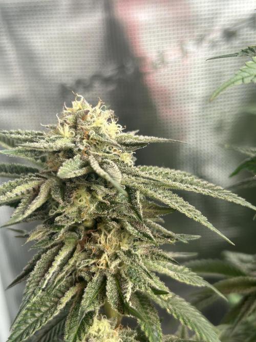 Cannafair 25 Clone Run. Week 21