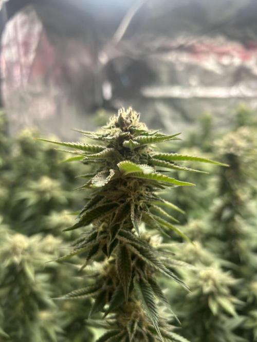 Cannafair 25 Clone Run. Week 21