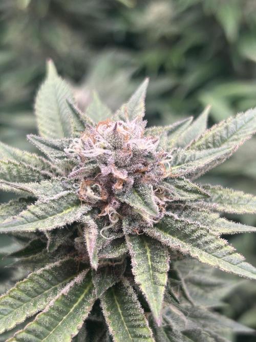 Cannafair 25 Clone Run. Week 21