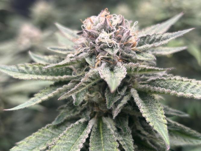 Cannafair 25 Clone Run. Week 21