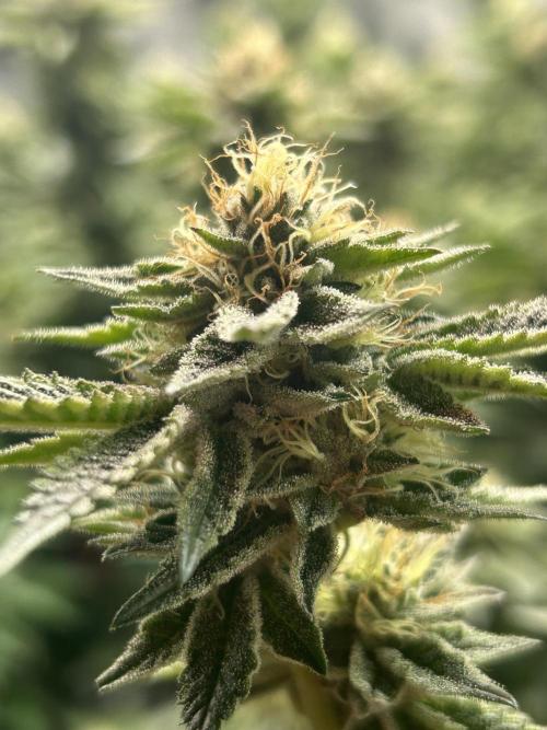 Cannafair 25 Clone Run. Week 21