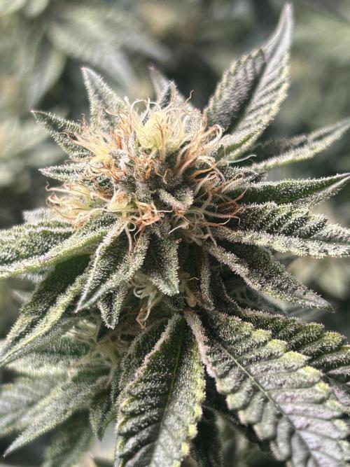 Cannafair 25 Clone Run. Week 21