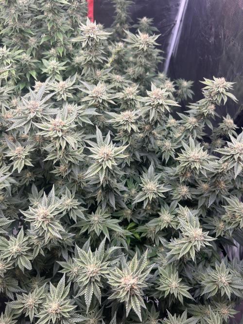 Cannafair 25 Clone Run. Week 21