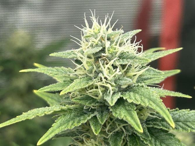 Cannafair 25 Clone Run. Week 21