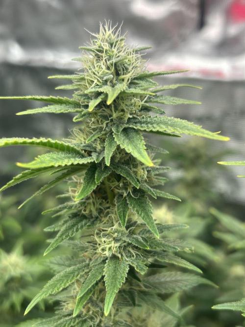 Cannafair 25 Clone Run. Week 21