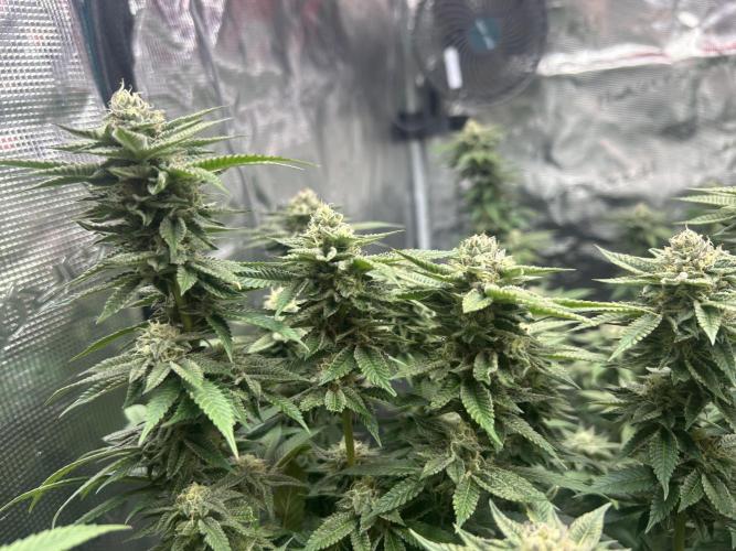 Cannafair 25 Clone Run. Week 21