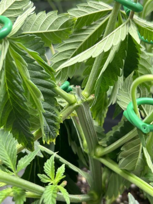 Eternity Cup 2026 Sticky Broccoli. Week 7