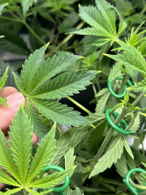 Eternity Cup 2026 Sticky Broccoli. Week 7