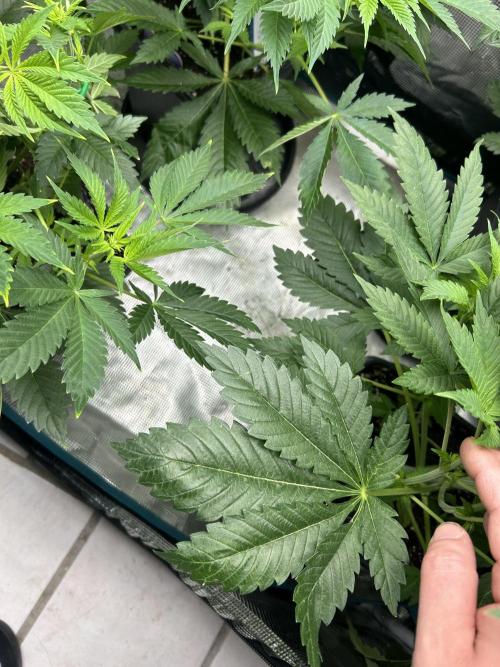 Eternity Cup 2026 Sticky Broccoli. Week 7