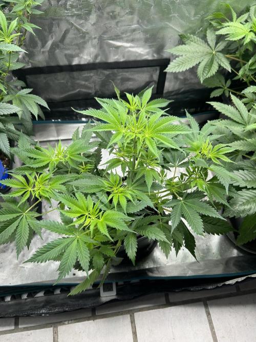 Eternity Cup 2026 Sticky Broccoli. Week 7