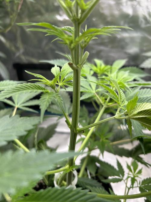 Eternity Cup 2026 Sticky Broccoli. Week 7