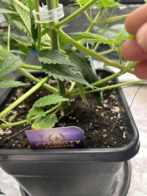 Eternity Cup 2026 Sticky Broccoli. Week 7