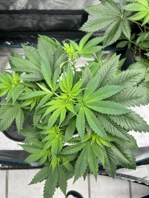 Eternity Cup 2026 Sticky Broccoli. Week 7