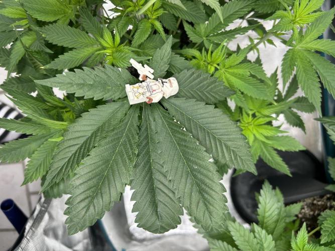 Eternity Cup 2026 Sticky Broccoli. Week 7