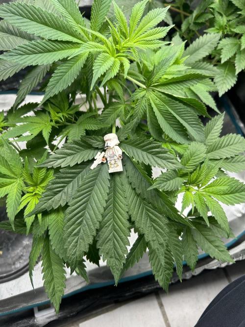 Eternity Cup 2026 Sticky Broccoli. Week 7