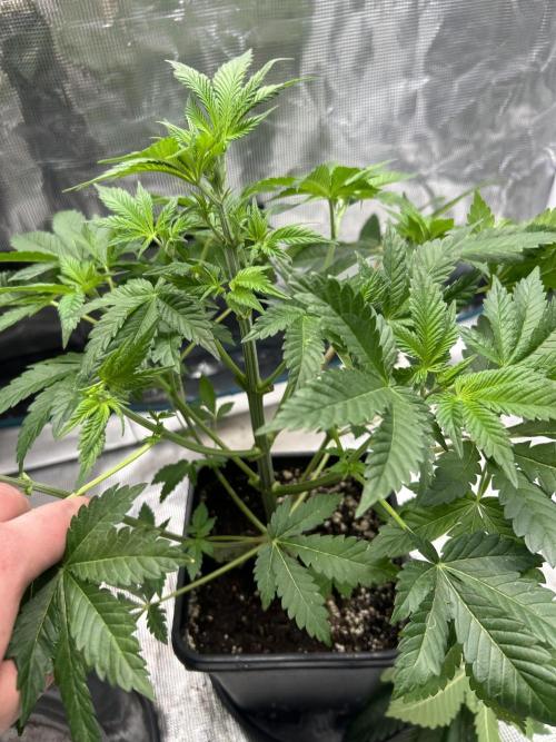 Eternity Cup 2026 Sticky Broccoli. Week 7