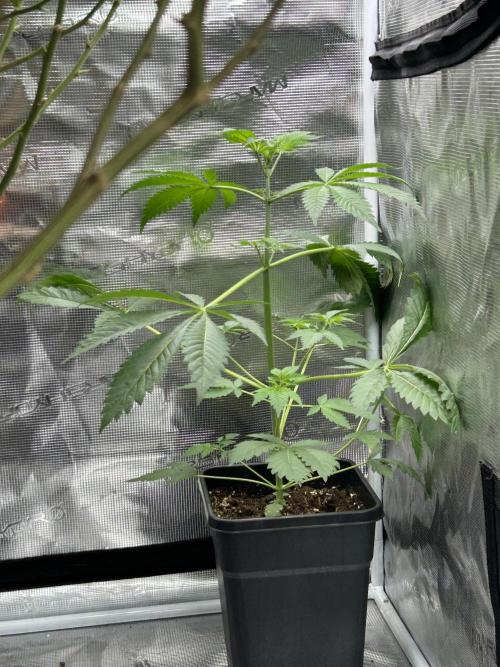 Eternity Cup 2026 Sticky Broccoli. Week 7