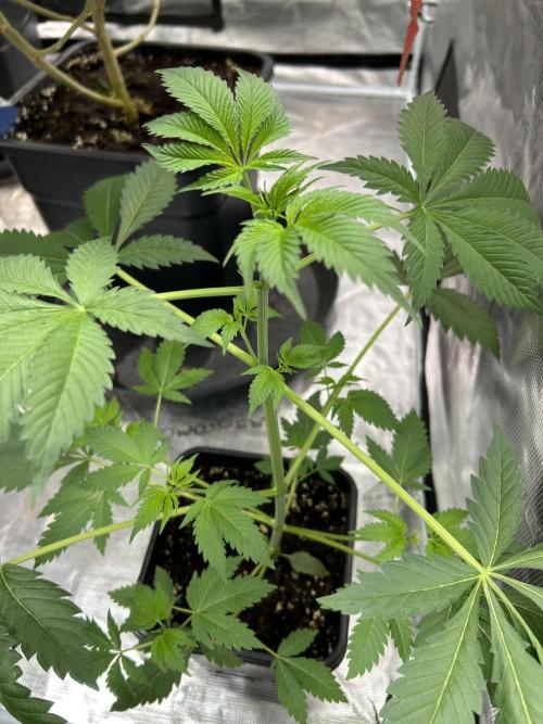 Eternity Cup 2026 Sticky Broccoli. Week 7