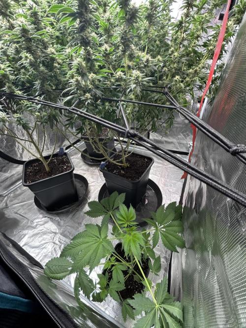 Eternity Cup 2026 Sticky Broccoli. Week 7