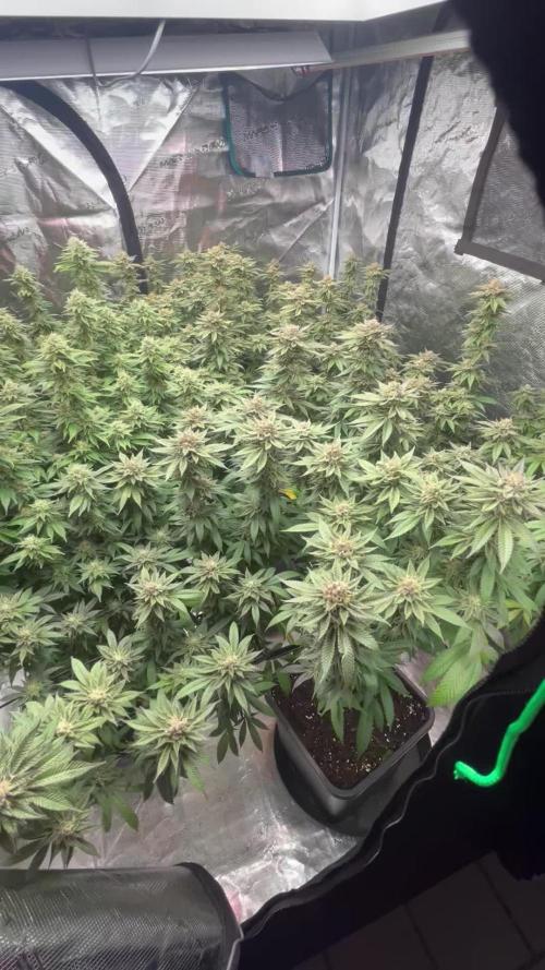 Cannafair 25 Clone Run