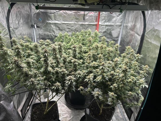 Cannafair 25 Clone Run. Week 22