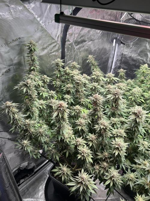 Cannafair 25 Clone Run. Week 22 - S54