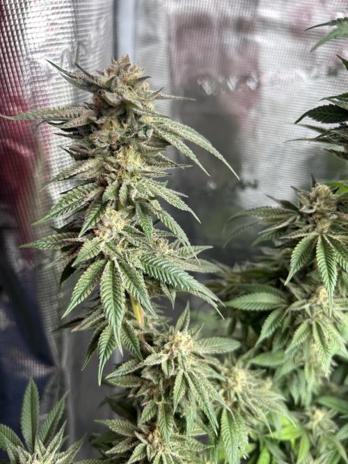 Cannafair 25 Clone Run. Week 22 - S54