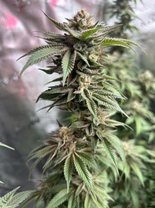 Cannafair 25 Clone Run. Week 22 - S54