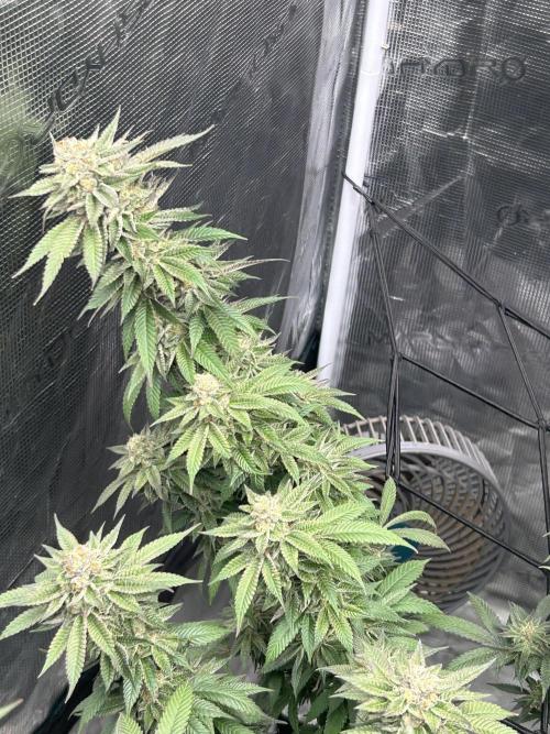 Cannafair 25 Clone Run. Week 22 - S54