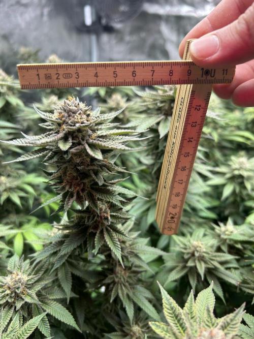 Cannafair 25 Clone Run. Week 22 - S54