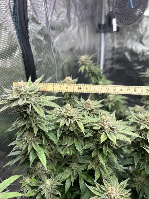 Cannafair 25 Clone Run. Week 22 - S54