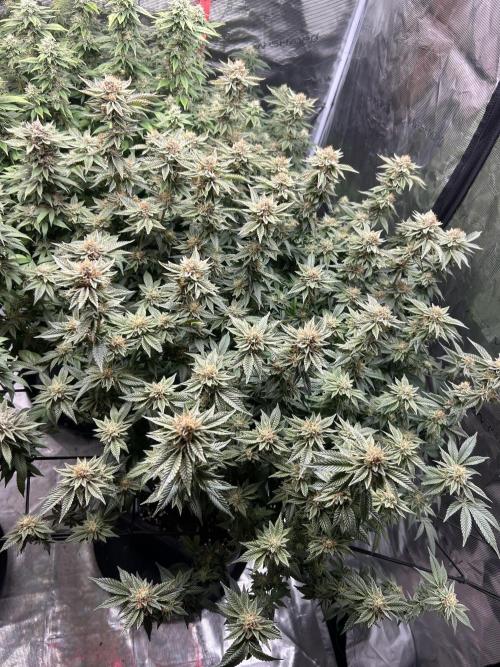 Cannafair 25 Clone Run. Week 22 - RG