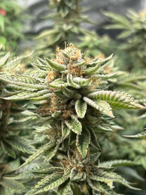 Cannafair 25 Clone Run. Week 22 - RG