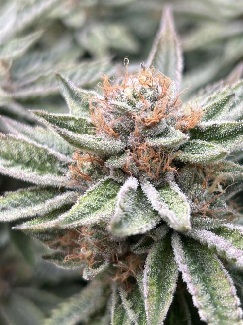 Cannafair 25 Clone Run. Week 22 - RG