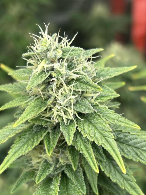 Cannafair 25 Clone Run. Week 22 - Bruce Banner 