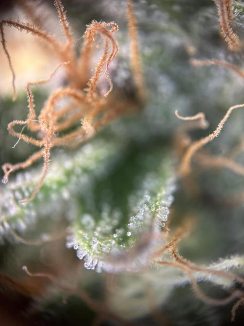 Cannafair 25 Clone Run. Week 22 - RG