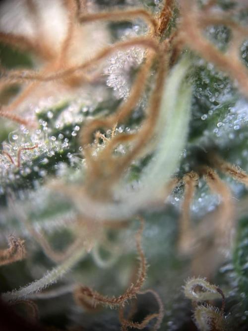 Cannafair 25 Clone Run. Week 22 - RG