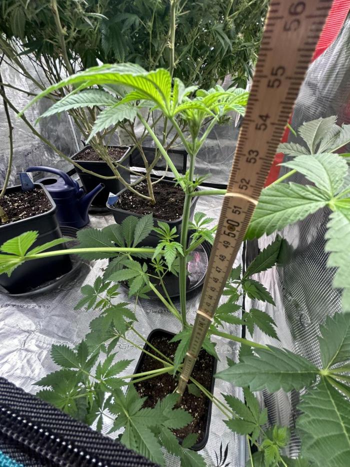 Eternity Cup 2026 Sticky Broccoli. Week 8