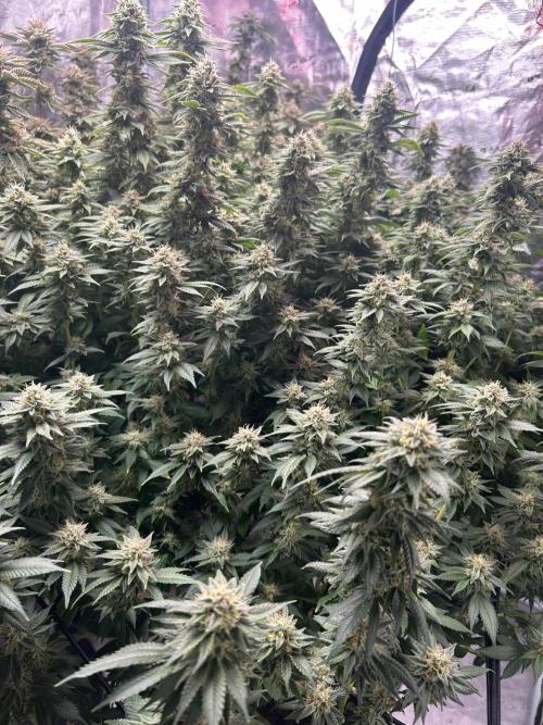 Cannafair 25 Clone Run. Week 22 - BB