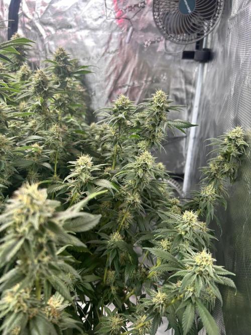 Cannafair 25 Clone Run. Week 22 - BB