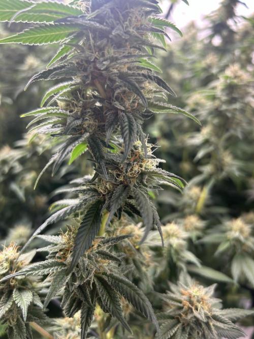 Cannafair 25 Clone Run. Week 22 - BB