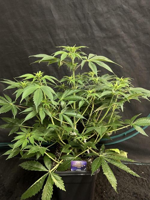 Eternity Cup 2026 Sticky Broccoli. Week 8 - 1