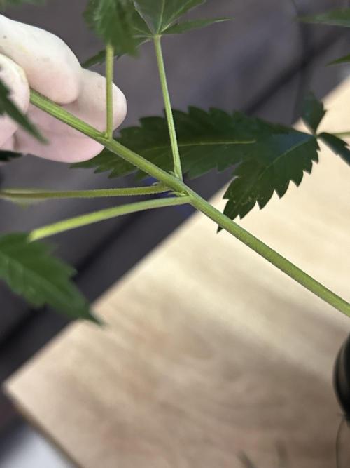 Eternity Cup 2026 Sticky Broccoli. Week 8 - 1