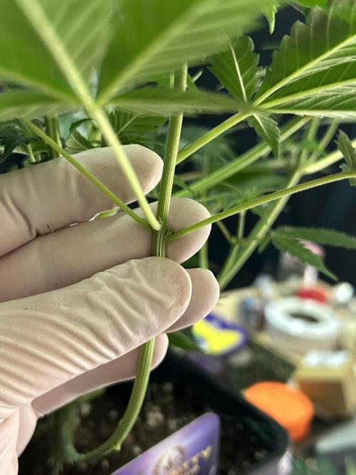 Eternity Cup 2026 Sticky Broccoli. Week 8 - 1