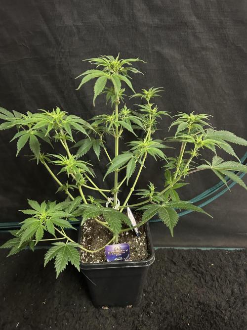 Eternity Cup 2026 Sticky Broccoli. Week 8 - 1