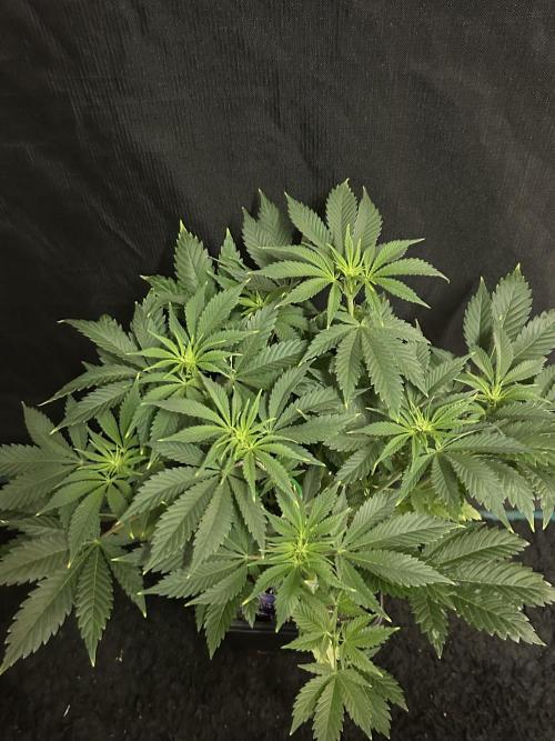 Eternity Cup 2026 Sticky Broccoli. Week 8 - 2